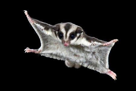 Sugar glider, mid-air on black background