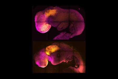 Comparison image of natural and synthetic mouse embryos