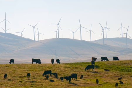 Cattle grazing in front of hill with wind turbines.