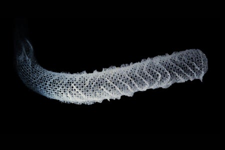 Skeleton of Euplectella aspergillum