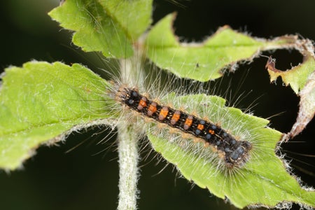 Moth caterpillar on green leaf.