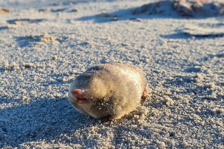 Golden mole moving on sand.