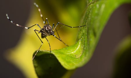 Close-up of a Aedes aegypti mosquito on a green leaf.