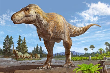 Artist Illustration, reconstruction of Tyrannosaurus mcraeensis