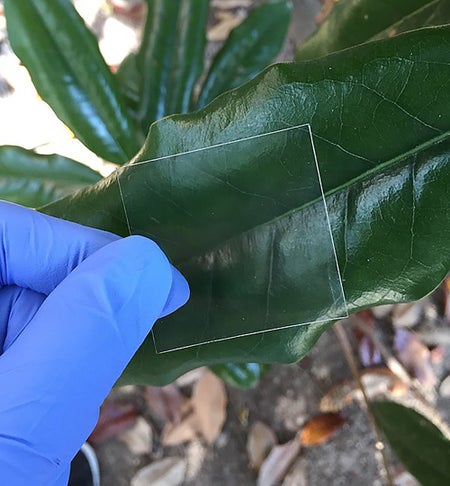 A gloved hand holds a transparent square over a green leaf