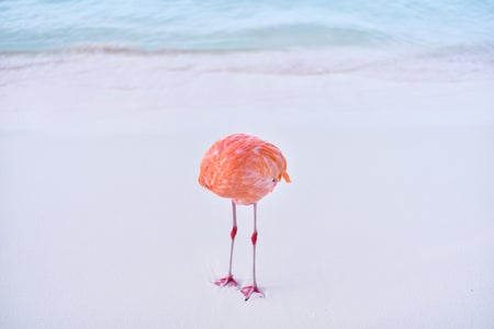 A single pink flamingo with head tucked standing on the sands of a beach