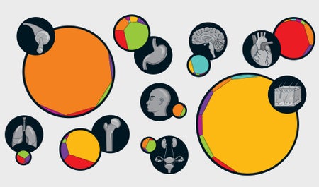 A series of Voronoi diagrams shows mass of body systems and breakdown by cell class.