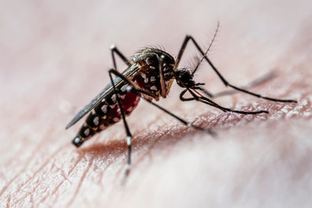 Close-up of an Aedes aegypti mosquito