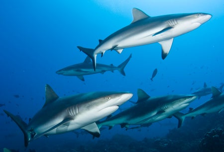 Close up of a group of sharks swimming in the ocean.