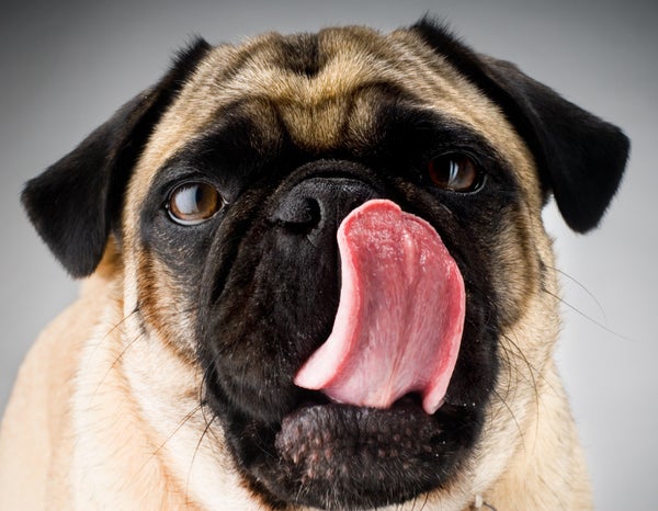 Close up of a pug with its tongue out