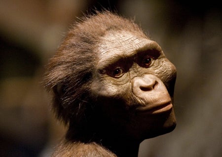 A sculptor's rendering of a hominid.