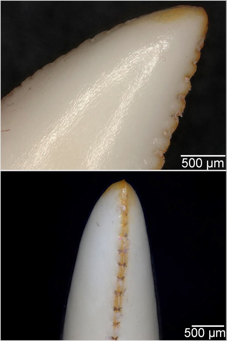 Komodo dragon teeth