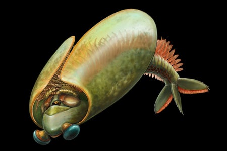 Life reconstruction of Odaraia