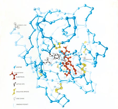 Trypsin enzyme illustration