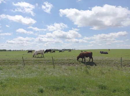 Cows in a field in rural Saskatchewan