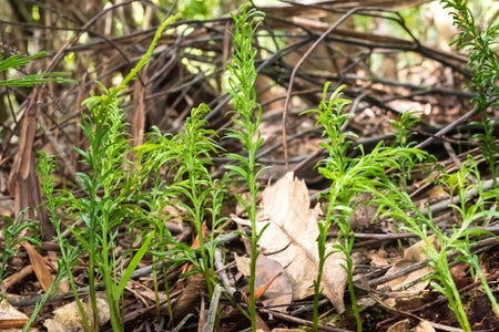 Green fern on forest floor with brown leaves.