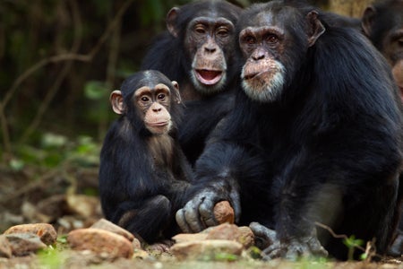 An adult western chimpanzee uses a stone to crack open nuts on a rock as two younger chimpanzees watch